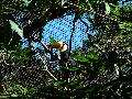 gal/holiday/Brazil 2005 - Foz do Iguacu Birds Sanctuary/_thb_Bird_Sanctuary_Iguacu_DSCF1223.jpg